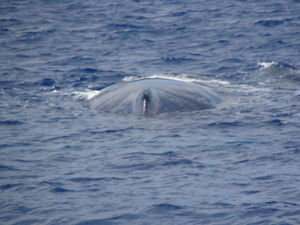 Our whale again.