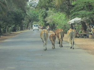 Cows on the road... a common sight.