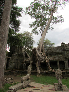 Preah Khan: Tree taking over a portion of the gopura of the third enclosing wall