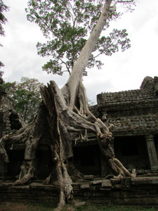 Preah Khan: Closeup of the tree