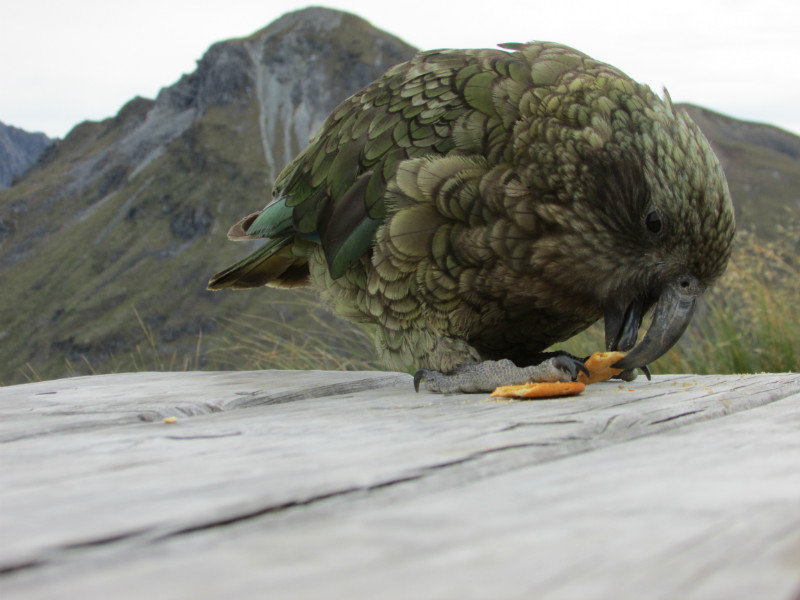 Kia at our afternoon tea break... powerful beak!