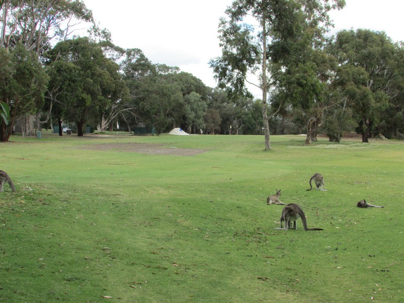 D1 - Anglesea Golfcourse kangaroos teeing off