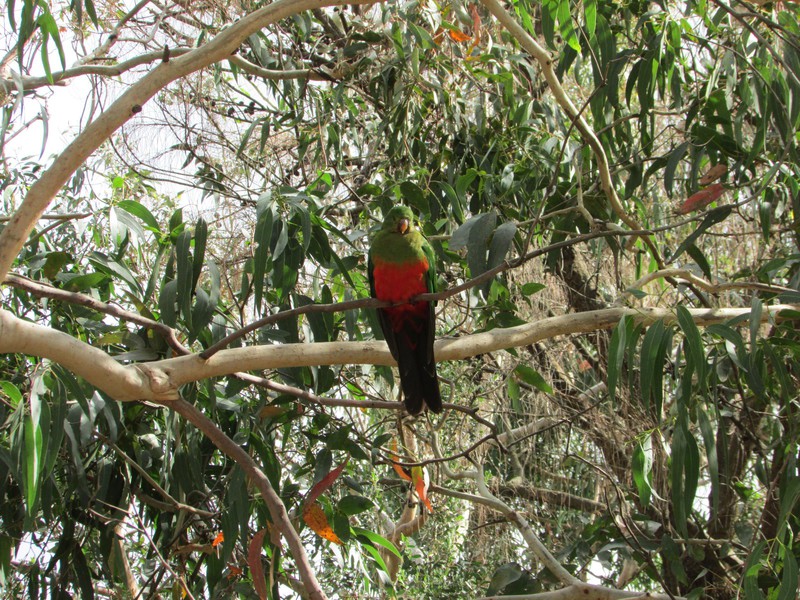 D1 - parrot at Kennett River