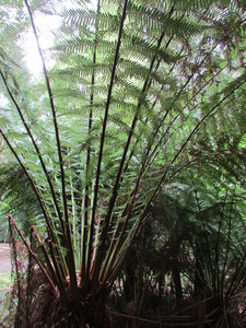 D1 - Melba Gully Rainforest Walk