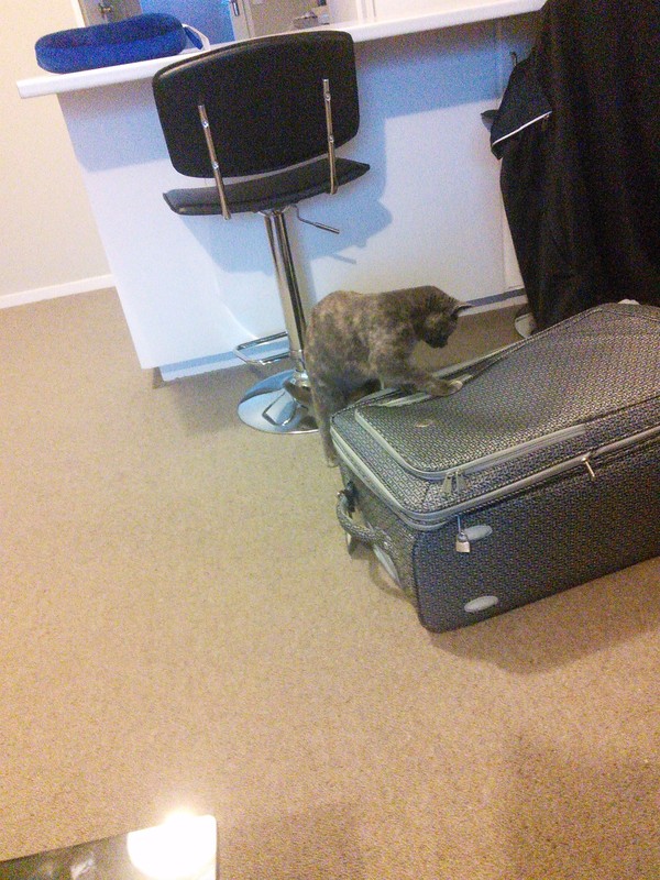 The cat wants to come with us!
