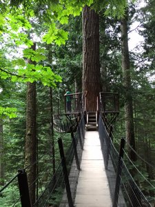 Suspension Bridge Park - Tree Walk