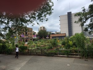 Vancouver Community Garden