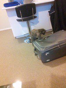 The cat wants to come with us!