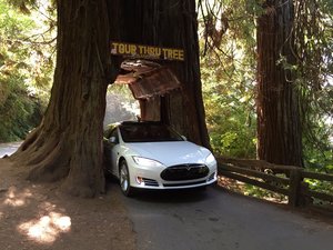Somehow managed to wedge the Tesla through the tree.... All the proximity sensors were screaming