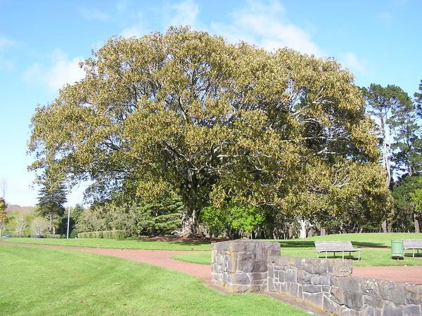 NZ Tree