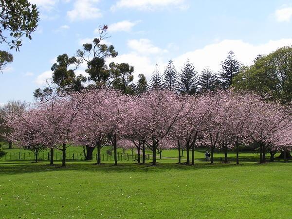 Non Native Trees in Bloom