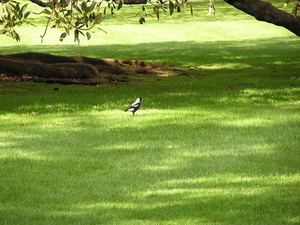 One Magpie!!! Trouble Ahead.