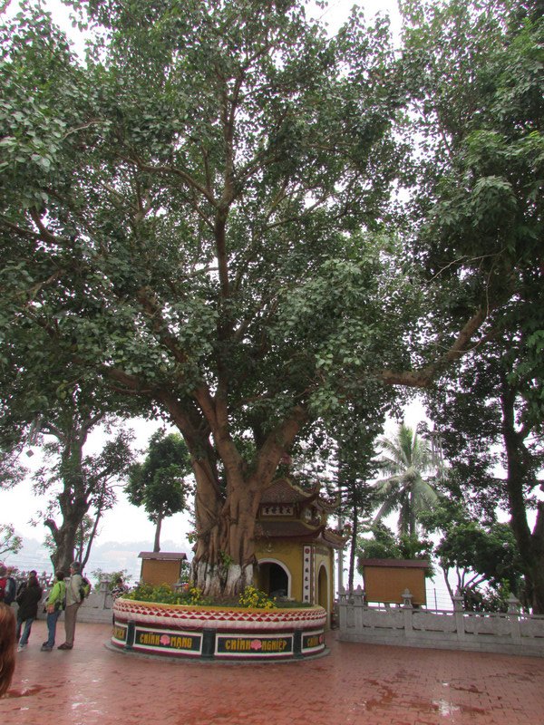 Old Buddhist temple and Bodhi tree