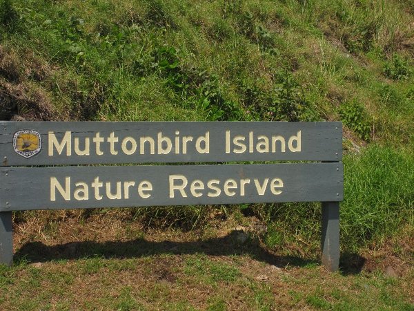 Muttonbird Island