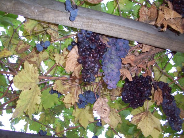 Grapes Growing at the Hostel