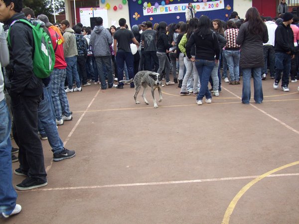 One of the Four Legged Students