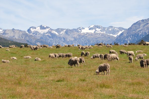 Sheep in NZ Alps