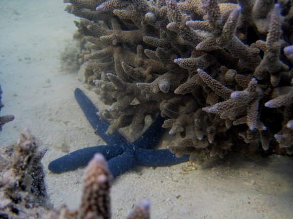 Rare blue starfish