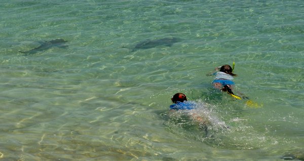 Reef sharks driven away by vicious children snorkelers