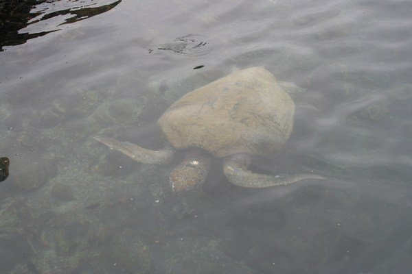 schildpad onder water vanaf land