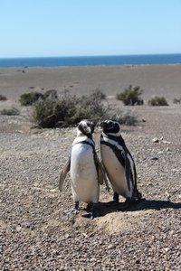 Pinguin koppel