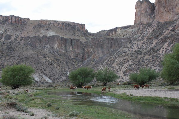 Canyon koeien
