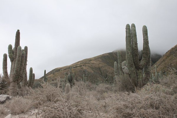 enorme cactussen langs route 51
