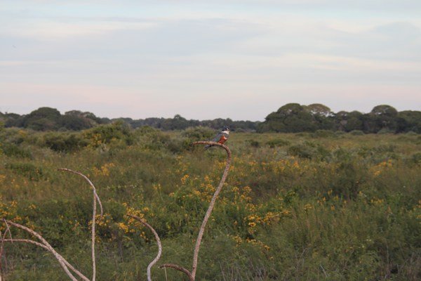 vogeltje in de pantanal 