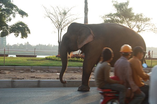 Elephant walking along the main road, Phnom Penh.