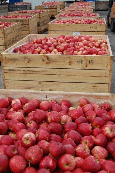 Apple Harvest in Huon Valley, Tasmania.