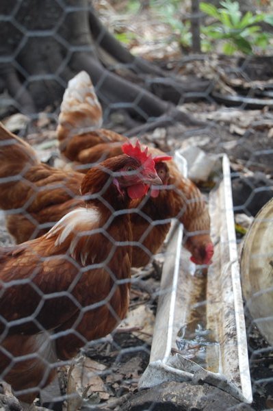 Chickens, Vorovoro, Fiji.