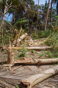 Cyclone damage Vorovoro. Fallen trees.