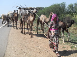 nomadic camel caravan