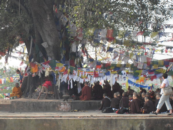 tree where Buddha was born in Lumbini