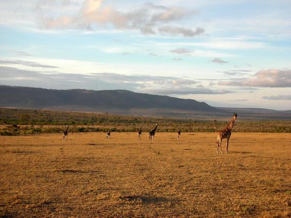 Masai Mara Game Reserve Giraffes