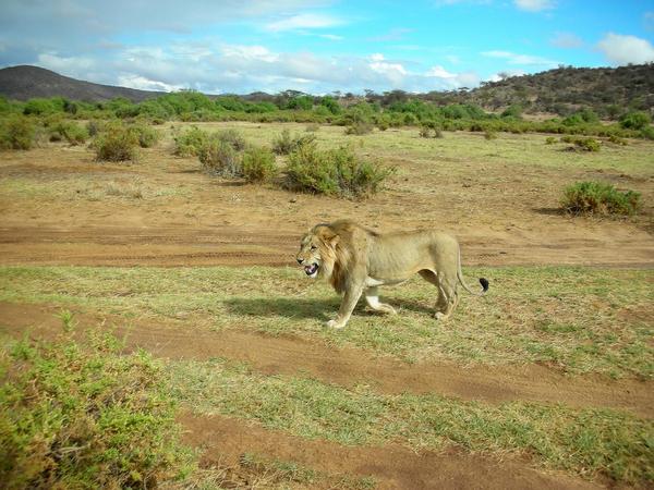 Saburu Game Reserve Lion