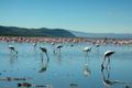 Lake Nakuru National Park Lesser Flamingo