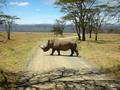 Nakuru National Park Rhinoceros