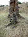 Nakuru National Park Baboon