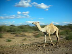 Free range camels can be seen on the road to Samburu.