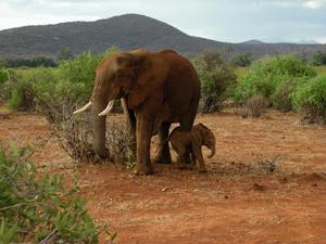 Samburu National Reserve Elephants
