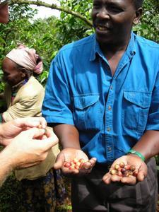 Francis, our safari guide, at a coffee plantation.