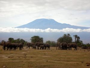 Mt. Kilamanjaro, Africa's highest mountain, as see from Amboseli National Park.