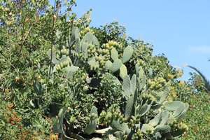 prickly pears!