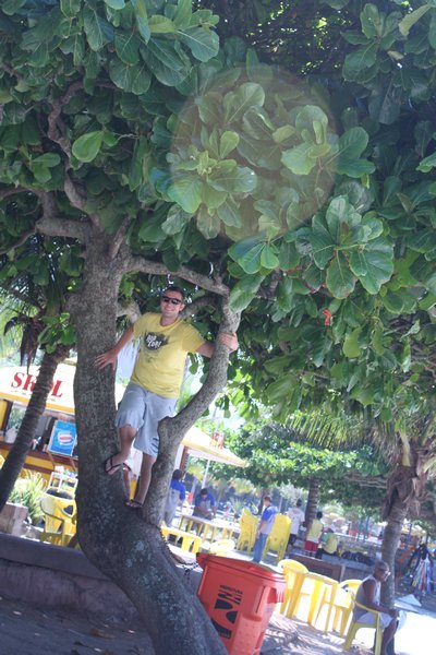 Aaron in a tree