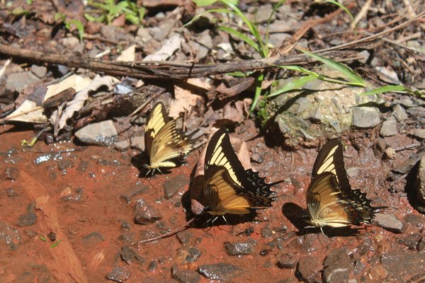 butterflies @ Iguacu