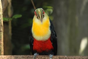 little toucan with attitude