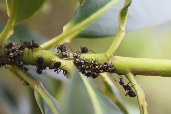Ants harvesting bug things