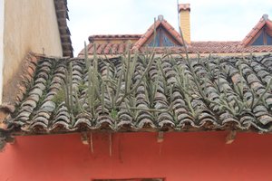 cacti growing on a roof in Samaipata