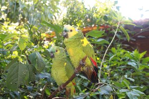 pretty parrots